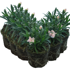 Carnation White 10.5cm x 3 or 6 Elegant White Blooms with Classic Fragrance