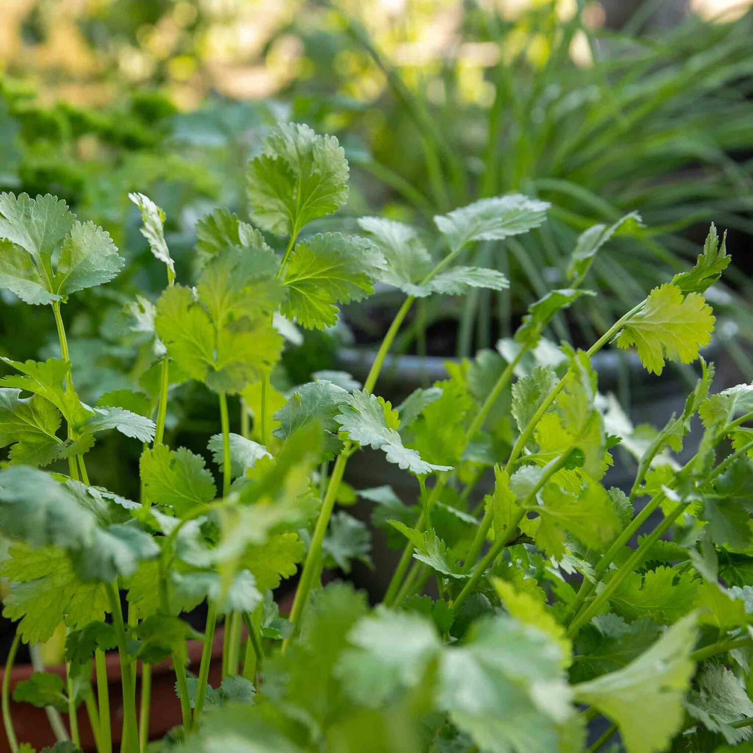 Marshalls Garden Calabrese 'Gemini' F1 Broccoli Seeds, Fast-maturing, 300-500g, 40 Seeds - Green