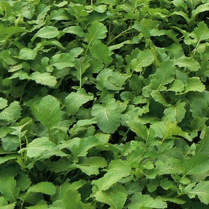 Marshalls Garden Phacelia tanacetifolia Green Manure Seeds - Fast-growing Soil Enricher