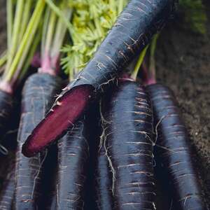Marshalls Garden Deep Purple Carrot Seeds - 300 Seeds, Purple-core