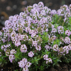 Thymus Jekka Jekkas Thyme Herb Garden Plant 9cm Pot
