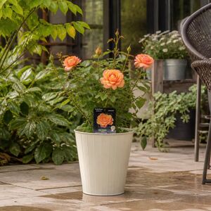 Plants By Post 3L You're Beautiful Light Pink Rose Bush