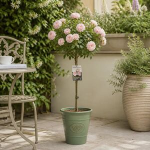 Plants By Post 7.5L Standard Rose Tree Light Pink 100-110cm A