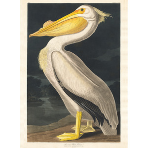 American White Pelican