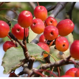 Malus Rudolph Crab Apple Tree, 6ft, 12L Pot by Directplants