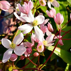 Clematis Armandii Apple Blossom Potted Plant