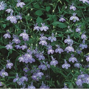 Lobelia Richardii 9cm - Hanging Basket Plant Vigorous Growth 3 Pack