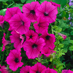 Petunia Surfinia Hot Pink - 9cm Pots Pack of 3 Trailing Summer Flowers