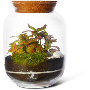 Closed DIY Terrarium kit with Live plants and Glass Jar