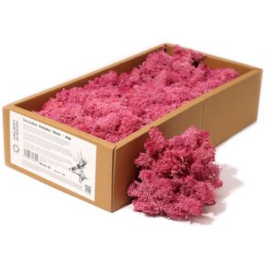 Pink Reindeer Moss First Grade Decorative Floral Craft