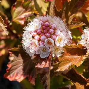 Marshalls Garden Physocarpus 'Magic Ball' Compact Deciduous Shrub 1200-1500mm 9cm Plant
