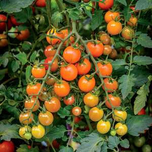 Marshalls Garden Sungold 'Honeycomb' Cherry Tomato Seeds - Sweet Golden-Orange, Pack of 15