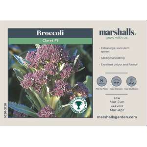 Marshalls Garden Broccoli Seeds 'Claret' F1 - Extra-Large Spring Spears, 90 Seeds