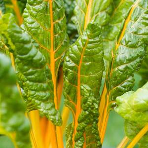 Marshalls Garden Swiss Chard 'Bright Yellow' Seeds - RHS Awarded High-Yield Variety, 200 Seeds