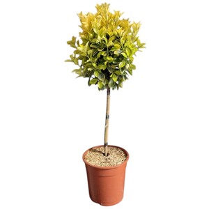Bougainvillea Sandriana Frame Plant Assorted