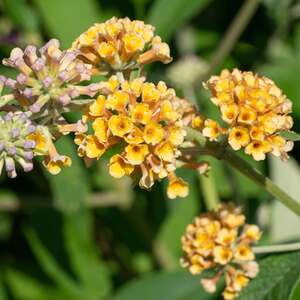 Buddleja 'Sungold'