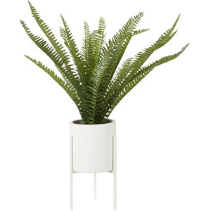 Fiori Fern in Cement Pot on Stand