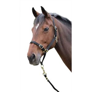 Shires Horse Headcollar