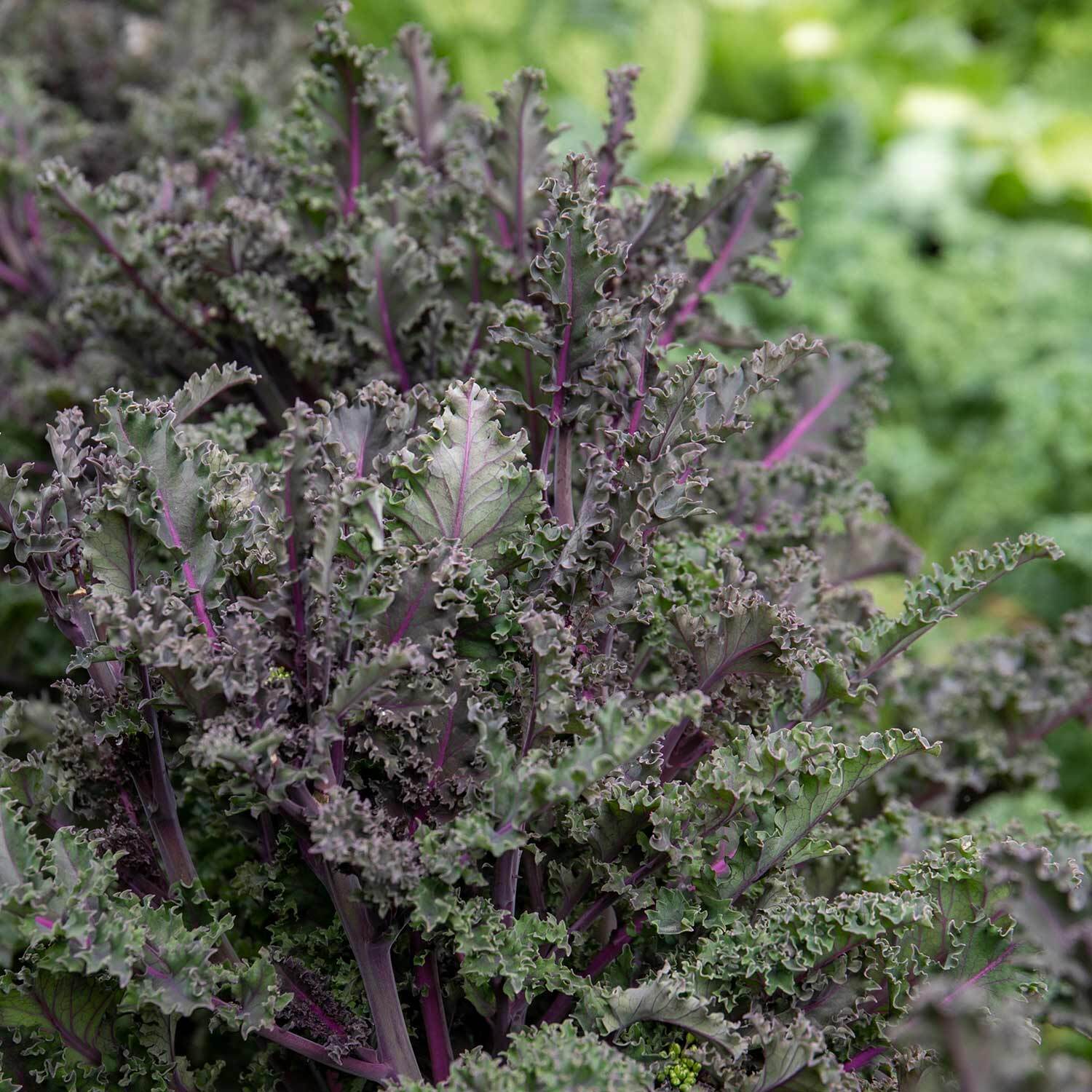 Unwins Kale Seeds 'Redbor' - Red