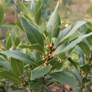 Set of 3 Laurus Nobilis Kitchen Bay 9cm Pot Herb Garden Plant