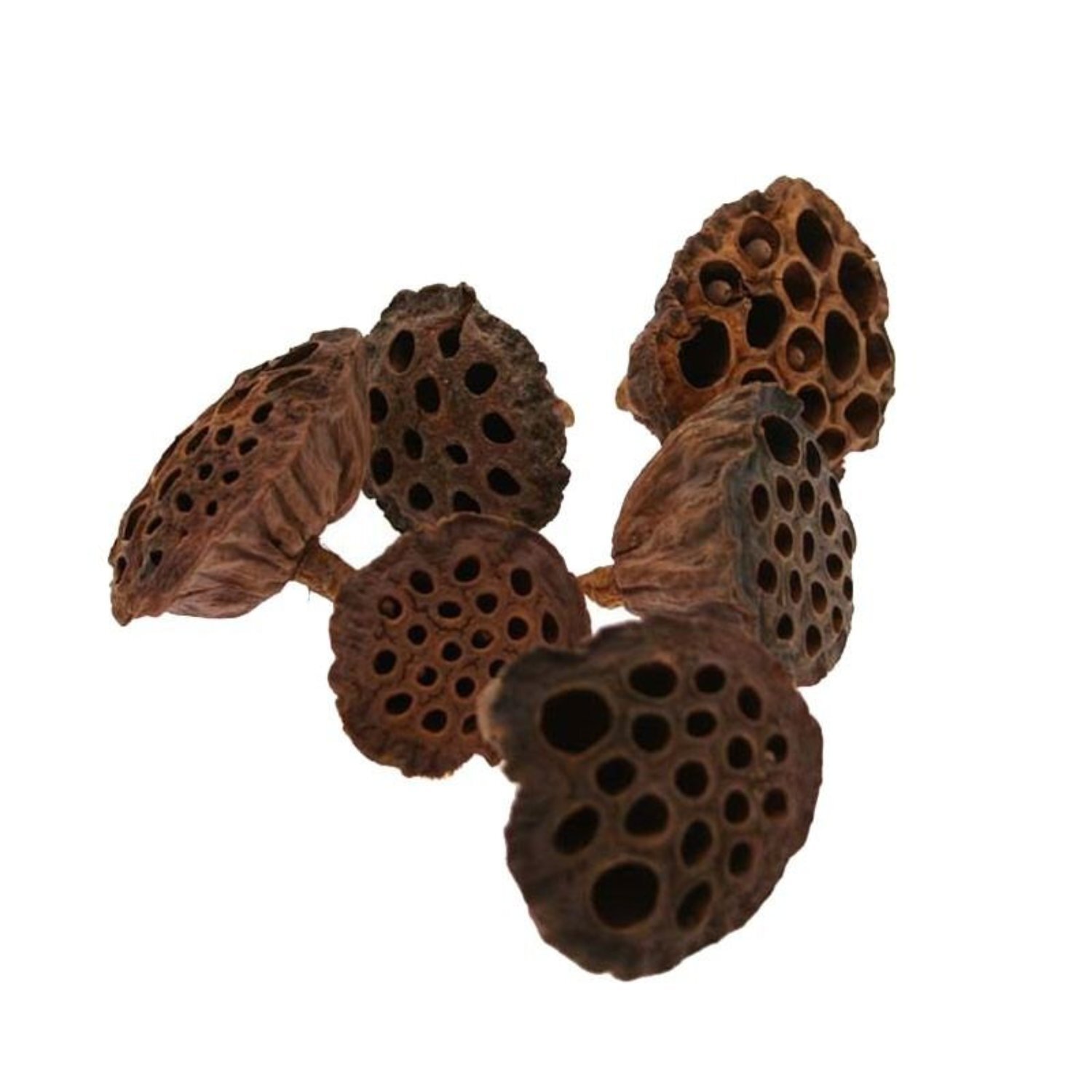  - Large Lotus HeadsBrown Christmas Ornament - Image 3