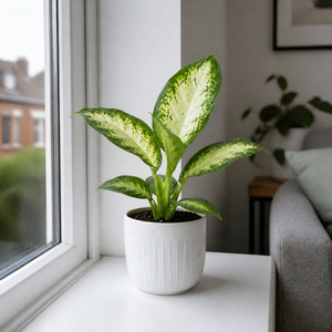 Plants By Post Dieffenbachia Camilla Dumb Cane