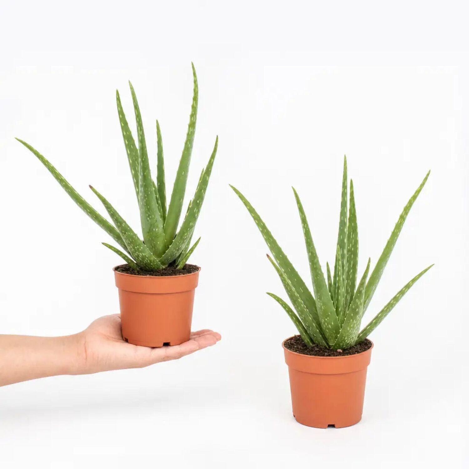 Plants By Post Aloe Vera Plant B - Plant