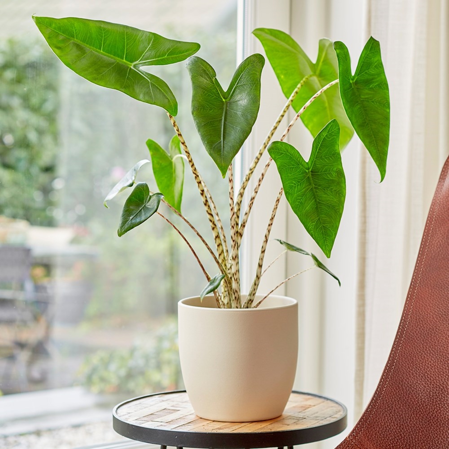 Primrose Alocasia Zebrina Zebra Elephants Ears 14Cm Pot 50Cm Tall Foliage House Plants - Green