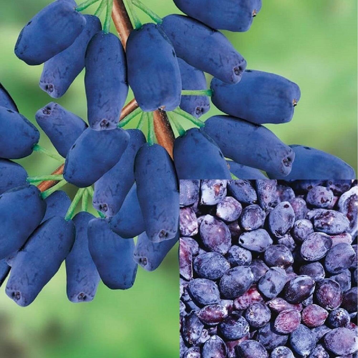 Lonicera Caerulea Morena Honeyberry 3ft 3L Pot