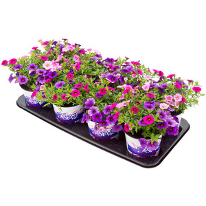 Festival Colours Viola