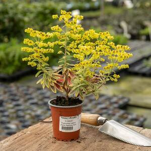 Marshalls Garden Euphorbia 'Martinii Ascot Rainbow' variegated foliage, lime-green flowers 9cm Plant