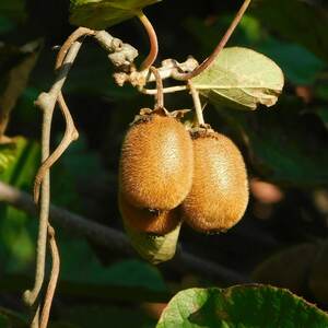 Marshalls Garden Kiwi 'Golden' - Vigorous golden-fleshed female climber, 2 litre pot