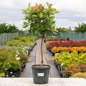 Marshalls Garden Photinia 'Pink Crispy' Half-Standard Evergreen Shrub 1500-2000 mm 9cm Plant