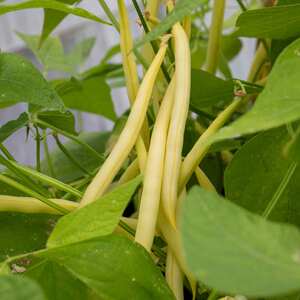 Marshalls Garden French Bean Plug Plants Summer Medley Mix