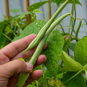 Marshalls Garden Modesto Dwarf French Bean Seeds - Compact Bush Variety, 75 Seeds, 45 cm