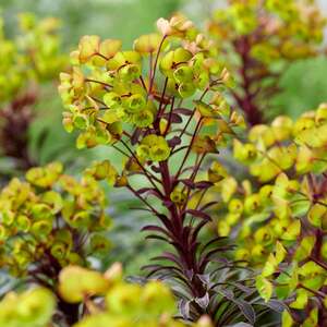 Euphorbia 'Miners Merlot' - Hardy perennial with burgundy stems and lime-yellow flowers, pack of 3