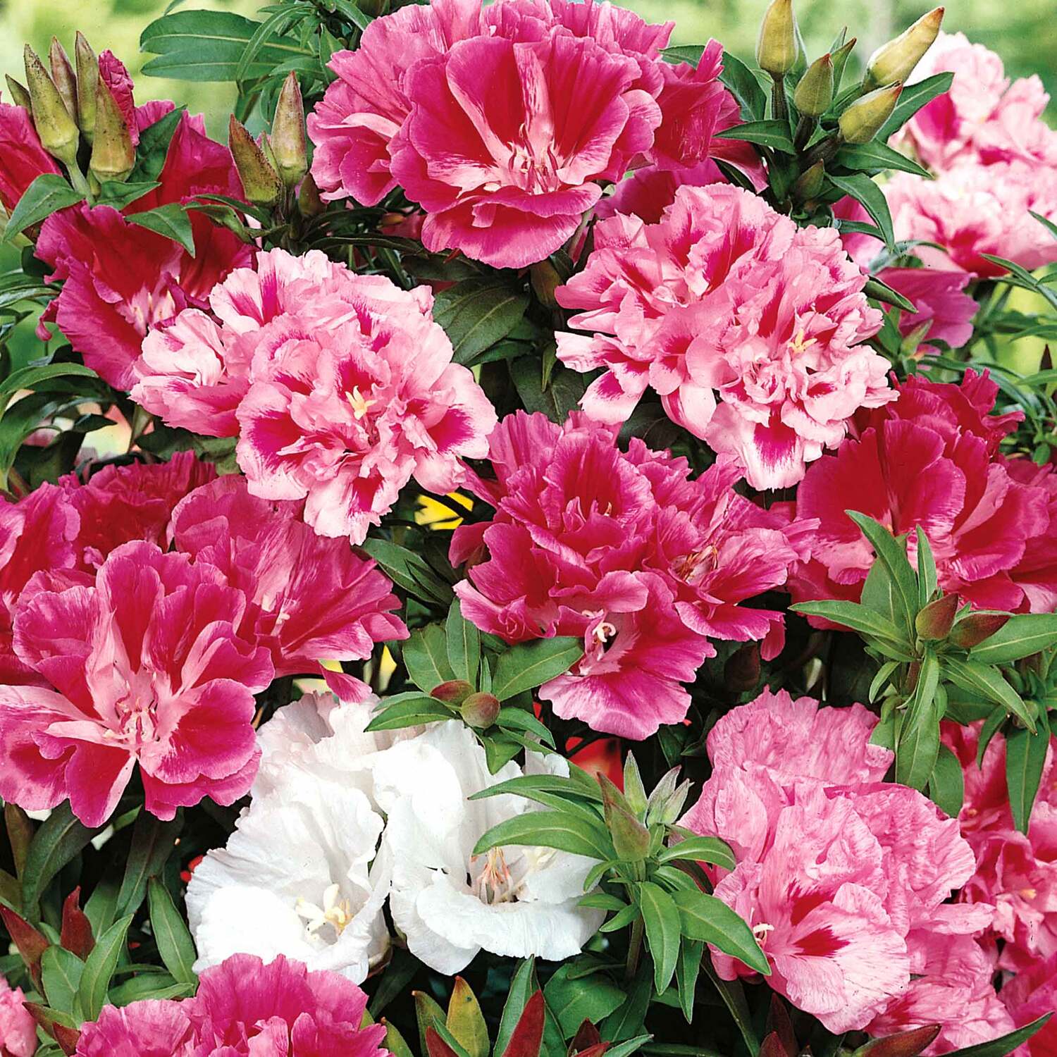 Unwins Godetia Seeds Azalea Flowered Mix - 800 Seeds - Red