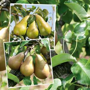  shot 18117444