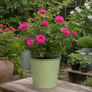 Plants By Post 5L Let's Celebrate Dark Pink Rose Bush A