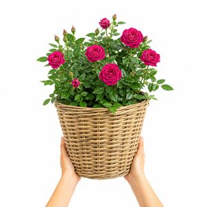 Plants By Post 5L Let's Celebrate Dark Pink Rose Bush D