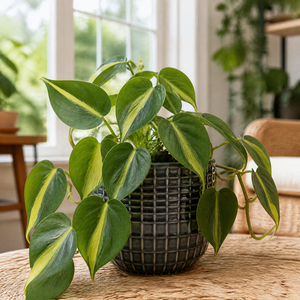 Plants By Post Philodendron Scandens Heartleaf Philodendron