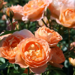 Rose Sweet Dream 4L Pot Peachy Apricot Patio Rose for Compact Gardens