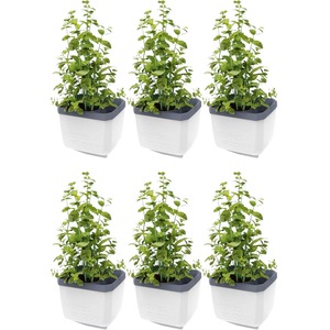HERBS BUDDY herb pot with water reservoir - White 6pcs (6 single piece)