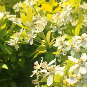 Marshalls Garden Choisya 'Sundance' (Mexican Orange Blossom)