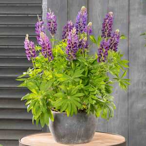 Marshalls Garden Lupin 'Legendary Blue Shades'