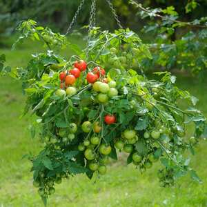 Marshalls Garden Tomato Seeds 'Siderno' - Oval Red, 10 Seeds
