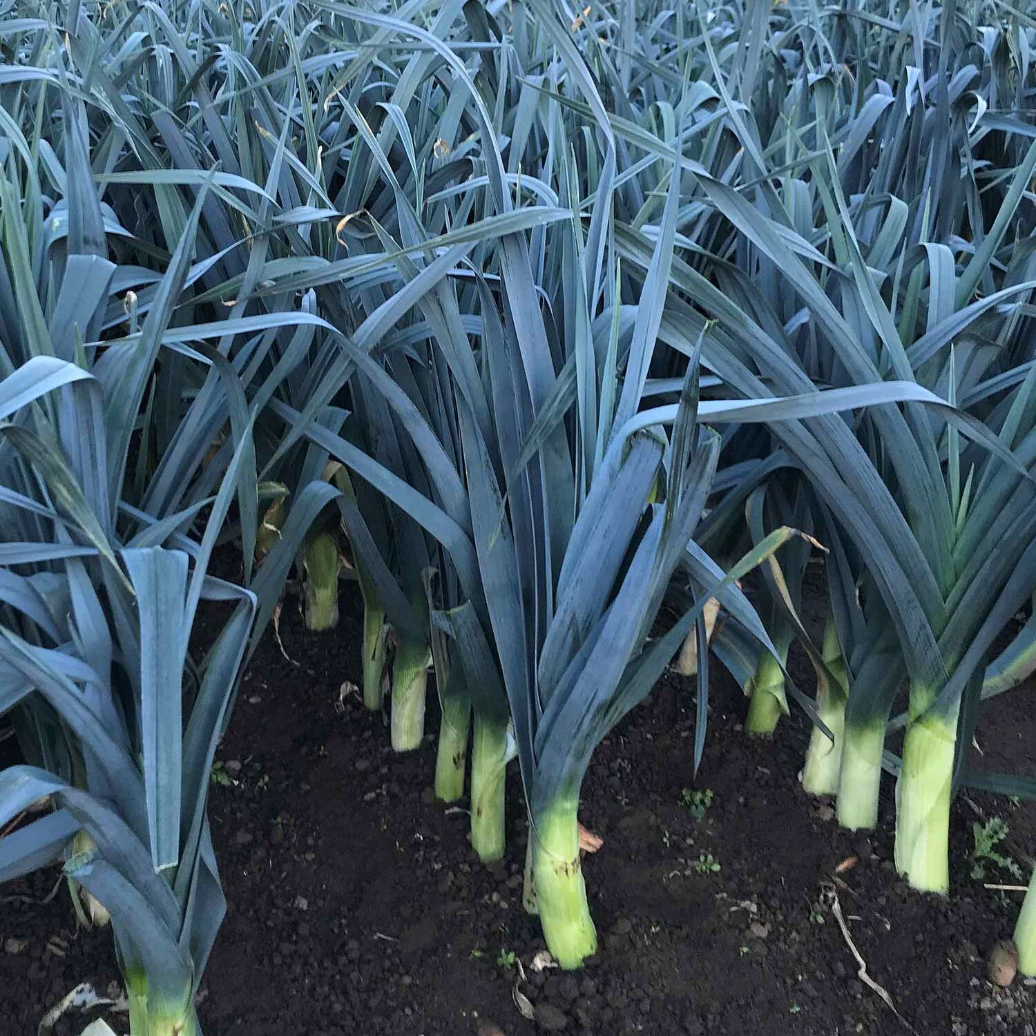 Marshalls Garden Leek Seeds 'Stromboli' Fast-Growing H4-Hardy, 40 Seeds - Green