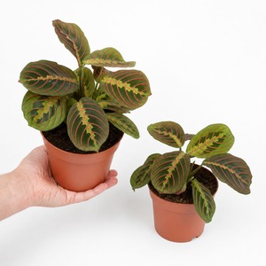 Maranta Fascinator Prayer Plant Houseplant 1L