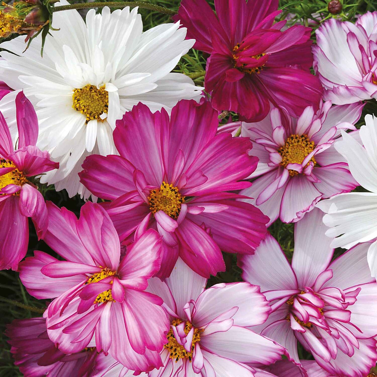 Unwins Cosmos Seeds 'Razzmatazz' - Green