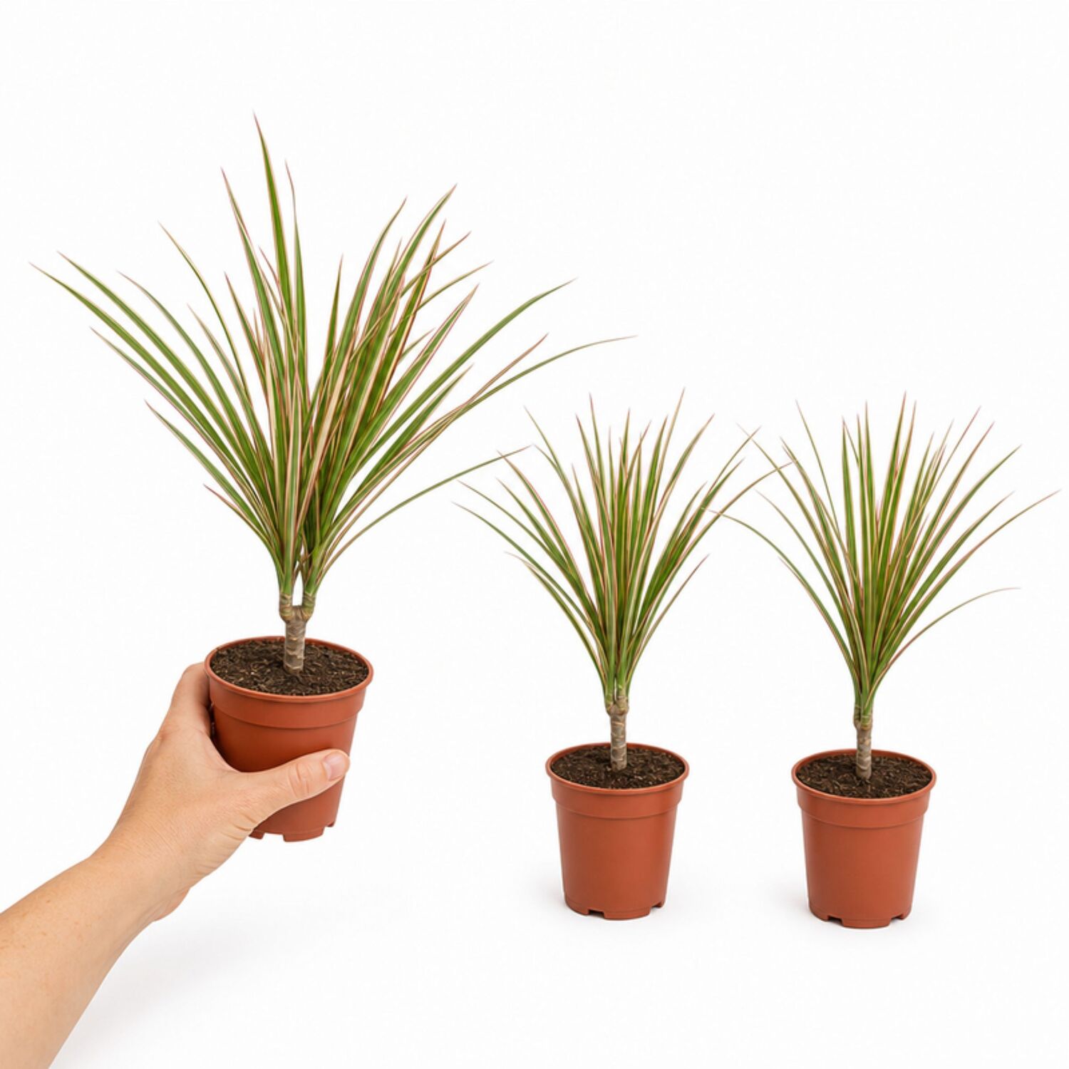 Plants By Post Dracaena Marginata Dragon Tree E - Plant